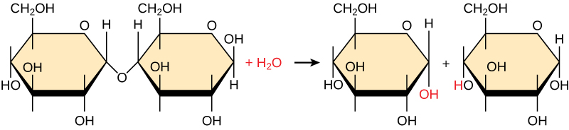 Shown is the breakdown of maltose to form two glucose monomers. Water is a reactant. The water molecule, upper case H subscript 2 baseline upper case O, breaks apart, with upper O upper H obtained by one of the glucose molecules, and upper H obtained by the second glucose molecule.