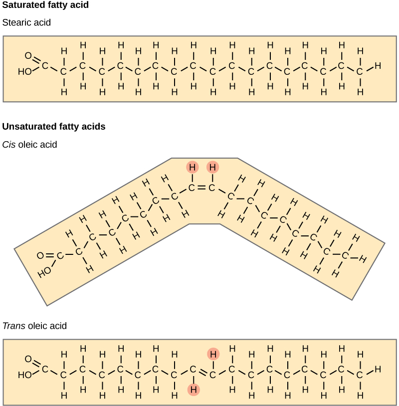 A comparison of saturated and unsaturated fatty acids is shown. Stearic acid, a saturated fatty acid, has a hydrocarbon chain seventeen residues long attached to an acetyl group. Oleic acid also has a seventeen-residue hydrocarbon chain, but a double bond exists between the eighth and ninth carbon in the chain. In cis oleic acid, the hydrogens are on the same side of the double bond. In the cis oleic acid, the 2 hydrogens on the same side cuase the chain to bend. In trans oleic acid, they are on opposite sides.