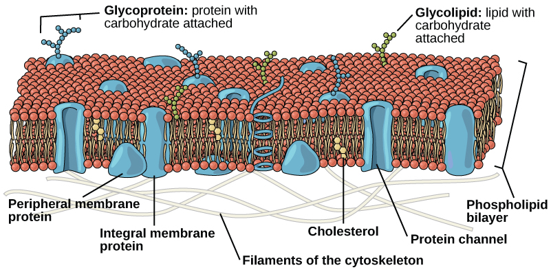 The plasma membrane is composed of a phospholipid bilayer. In the bilayer, the two long hydrophobic tails of phospholipids face toward the center, and the hydrophilic head group faces the exterior. Integral membrane proteins and protein channels span the entire bilayer. Protein channels have a pore in the middle. Peripheral membrane proteins sit on the surface of the phospholipids, and are associated with the phospholipid head groups. On the exterior side of the membrane, carbohydrates are attached to certain proteins and lipids. Filaments of the cytoskeleton line the interior of the membrane.