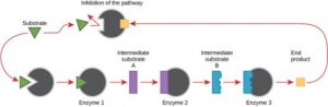 Illustration of the steps along the metabolic pathway.