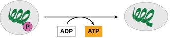 Illustration of substrate level phosphorylation