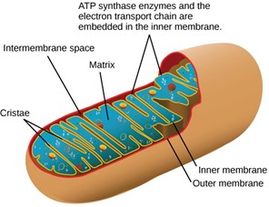 Illustration of the process of chemiosmosis taking place within mitocondria.