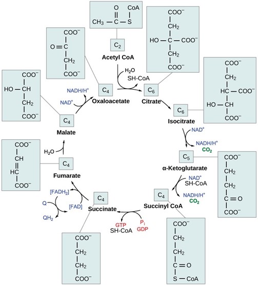 eight steps of the citric acid cycle are a series of redox, dehydration, hydration, and decarboxylation reactions that produce two carbon dioxide molecules, one GTP/ATP, and the reduced carriers NADH and FADH2 