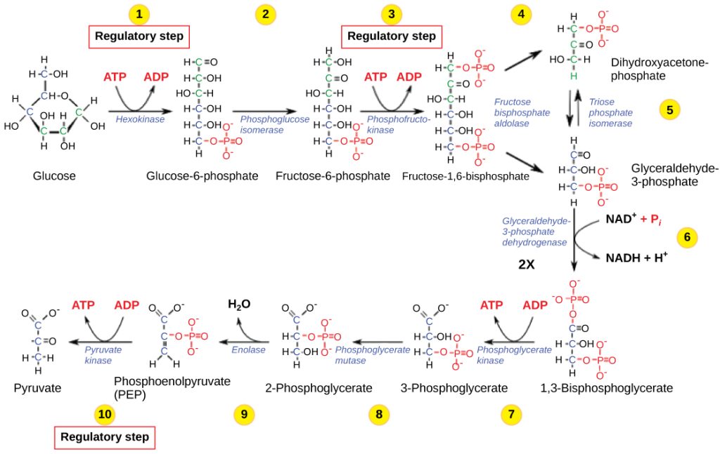 This illustration shows that glycolysis is regulated via three key enzymes: hexokinase phosphofructokinase, and phosphoglycerate kinase. The first two enzymes hydrolyze an ATP and the third one produces ATP.