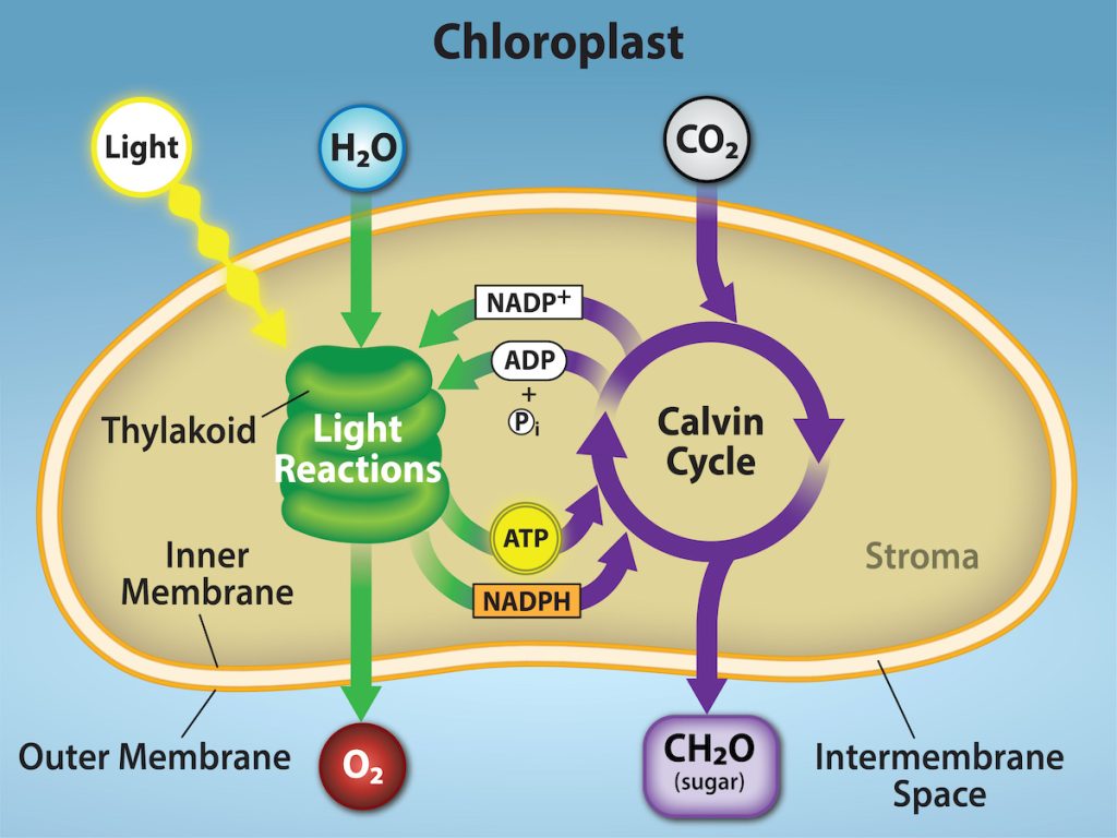 This illustration shows a chloroplast with an outer membrane, an inner membrane, and stacks of membranes inside the inner membrane called thylakoids. The entire stack is called a granum. In the light reactions, energy from sunlight is converted into chemical energy in the form of A T P and N A D P H. In the process, water is used and oxygen is produced. Energy from A T P and N A D P H are used to power the Calvin cycle, which produces G A 3 P from carbon dioxide. A T P is broken down to A D P and Pi, and N A D P H is oxidized to N A D P superscript plus sign baseline. The cycle is completed when the light reactions convert these molecules back into A T P and N A D P H.