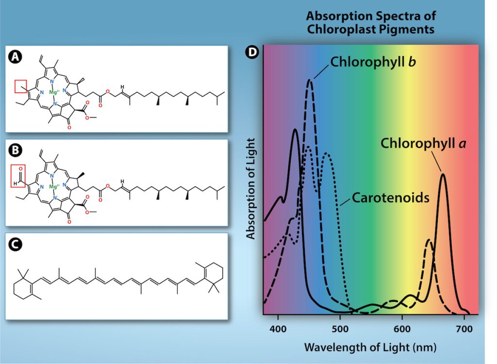 Chlorophyll a and chlorophyll b are made up of a long hydrocarbon chain attached to a large, complex ring made up of nitrogen and carbon. Magnesium is associated with the center of the ring. Chlorophyll b differs from chlorophyll a in that it has a C H O group instead of a C H 3 group associated with one part of the ring. Beta-carotene is a branched hydrocarbon with a six-membered carbon ring at each end. Each chart shows the absorbance spectra for chlorophyll a, chlorophyll b, and beta-carotene. The three pigments absorb blue-green and orange-red wavelengths of light but have slightly different spectra.