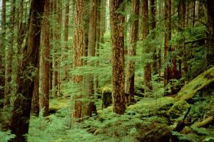 The photo shows undergrowth in a forest.