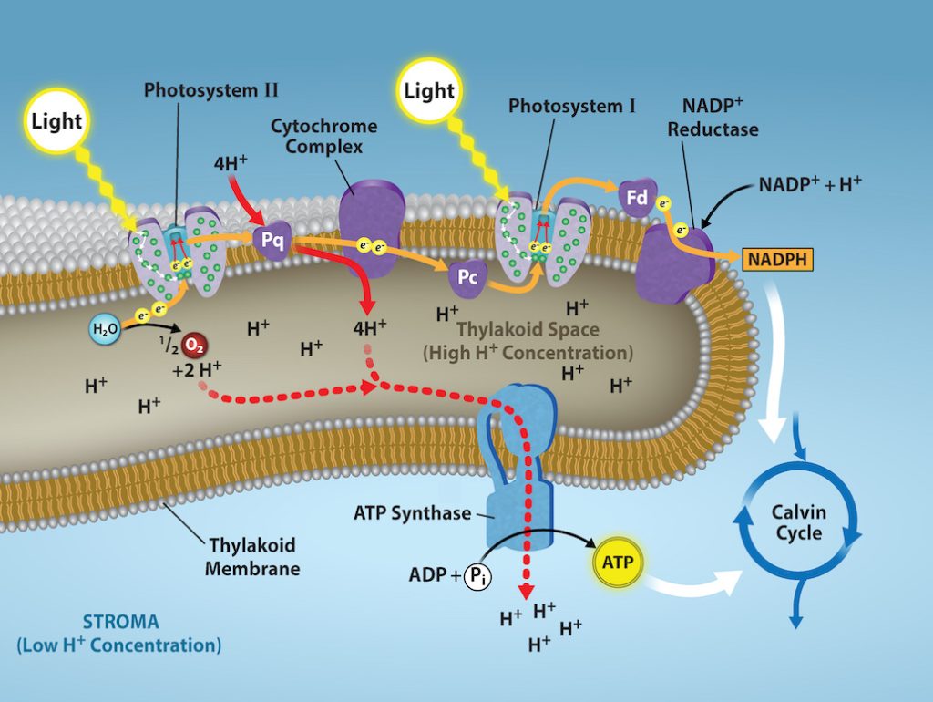 This illustration shows the components involved in the light reactions, which are all embedded in the thylakoid membrane. Photosystem I I uses light energy to strip electrons from water, producing half an oxygen molecule and two protons in the process. The excited electron is then passed through the chloroplast electron transport chain to photosystem I. Photosystem I passes the electron to N A D P superscript plus sign baseline reductase, which uses it to convert N A D P superscript plus sign baseline and a proton to N A D P H. As the electron transport chain moves electrons, it pumps protons into the thylakoid lumen. The splitting of water also adds electrons to the lumen, and the reduction of N A D P H removes protons from the stroma. The net result is a low lower case p upper case H inside the thylakoid lumen, and a high lower p upper H outside, in the stroma. A T P synthase embedded the thylakoid membrane moves protons down their electrochemical gradient, from the lumen to the stroma, and uses the energy from this gradient to make A T P.