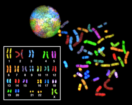 The 23 chromosomes from a human female are each dyed a different color so they can be distinguished. During most of the cell cycle, each chromosome is elongated into a thin strand that folds over on itself, like a piece of spaghetti. The chromosomes fill the entire spherical nucleus, but each one is contained in a different part, resulting in a multi-colored sphere. During mitosis, the chromosomes condense into thick, compact bars, each a different color. These bars can be arranged in numerical order to form a karyotype. There are two copies of each chromosome in the karyotype.