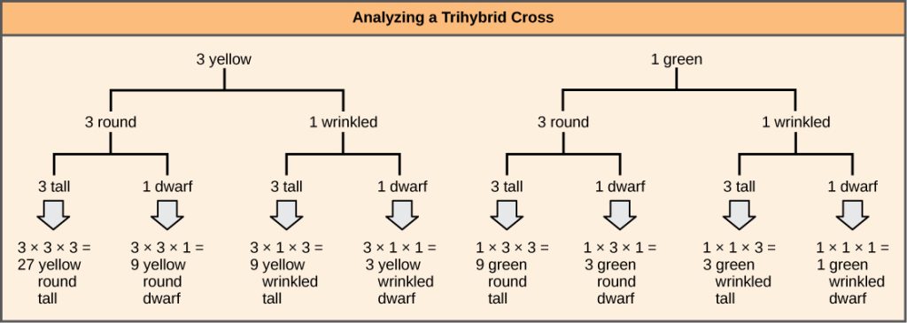 A forked-line diagram is shown for the F subscript 2 baseline generation of a trihybrid cross of pea plants with the dominant yellow, round, and tall phenotype with pea plants of the recessive green, wrinkled, dwarf phenotype. The top row shows that the color ratio is 3 yellow to 1 green in the F subscript 2 baseline generation. The second row shows that the probability that plants of either pea color having the round or wrinkled texture is 3 to 1. The third row shows that the probability of plants with either of the above textures having a round or wrinkled phenotype is 3 to 1. The probability of all three phenotypes occurring together is determined by multiplying each individual probability together. The probability ratio is 27 yellow slash round slash tall colon; 9 yellow slash round slash dwarf, colon, 9 yellow slash wrinked slash tall, colon, 3 yellow slash wrinkled slash dwarf, colon, 9 green slash round slash tall, colon, 3 green slash round slash dwarf, colon 3 green slash wrinkled slash tall, colon, 1 green slash wrinkled slash dwarf.