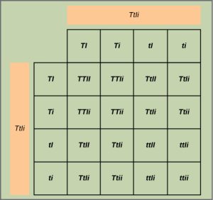 This figure shows all possible combinations of offspring resulting from a dihybrid cross of pea plants that are heterozygous for the tall slash dwarf and inflated slash constricted alleles.