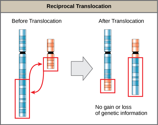 Illustration shows a reciprocal translocation in which DNA is transferred from one chromosome to another. No genetic information is gained or lost in the process.