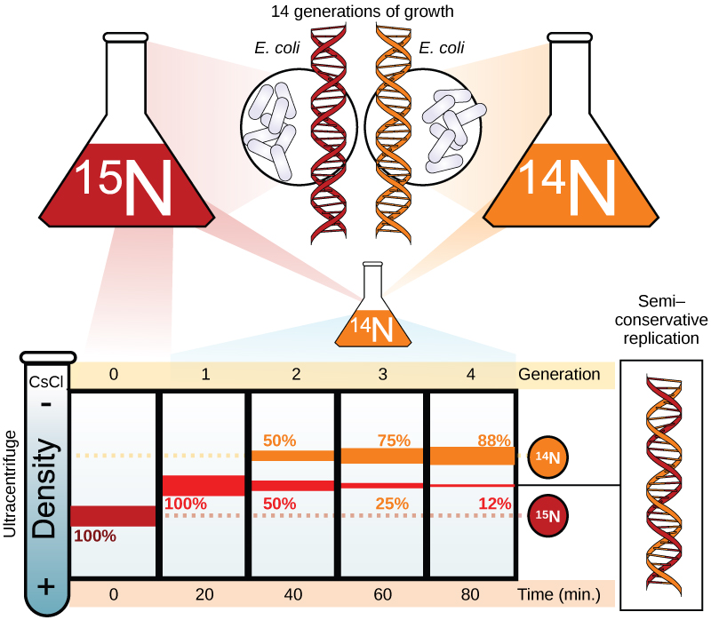 Illustration shows an experiment in which E coli was grown initially in media containing superscript 15 baseline upper case N nucleotides. When the D N A was extracted and run in an ultracentrifuge, a band of D N A appeared low in the tube. The culture was next placed in the superscirpt 14 baseline upper case N medium. After one generation, all of the D N A appeared in the middle of the tube, indicating that the D N A was a mixture of half superscript 14 baseline upper N and half superscript 15 baseline upper N, D N A. After two generations, half of the D N A appeared in the middle of the tube, and half appeared higher up, indicating that half the D N A contained 50% superscript 15 baseline upper N, and half contained superscript 14 baseline upper N only. In subsequent generations, more and more of the D N A appeared in the upper, superscript 14 baseline upper N band.