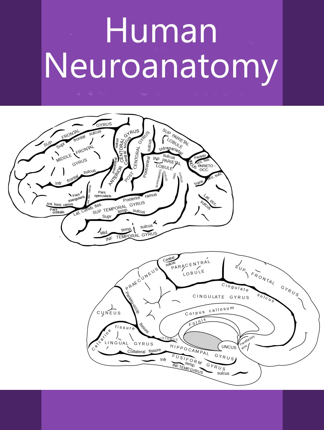 Cover image for Human Neuroanatomy