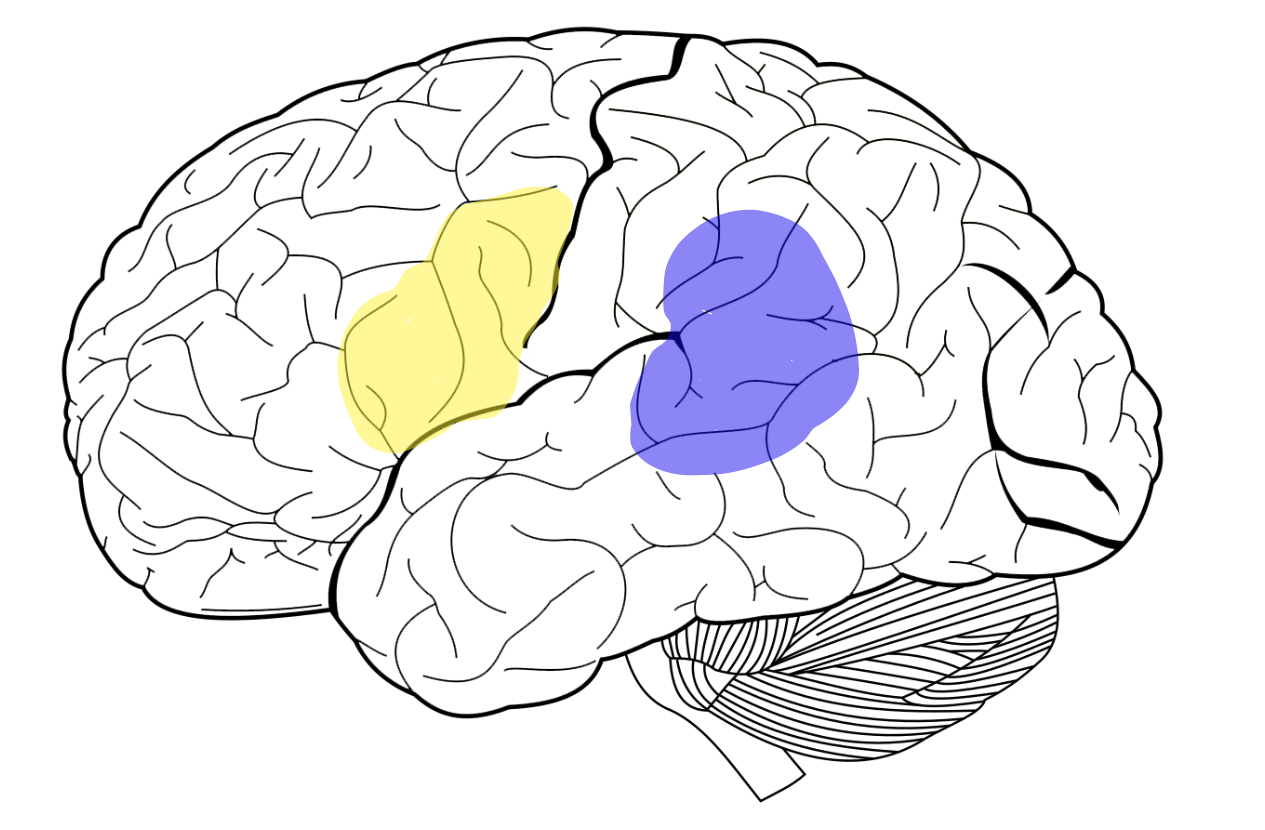 Speech Areas of the Human Brain โ Human Neuroanatomy Biology Diagrams