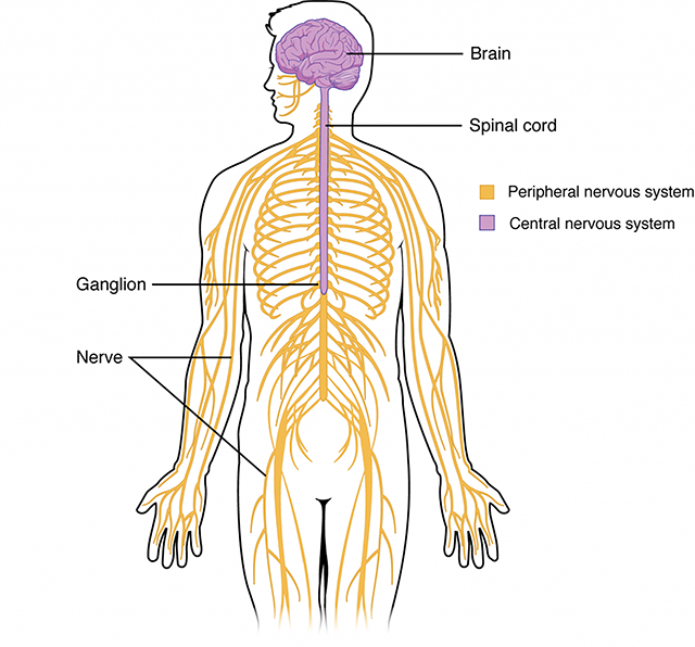 Diagram showing the structures of the central nervous system and peripheral nervous system.