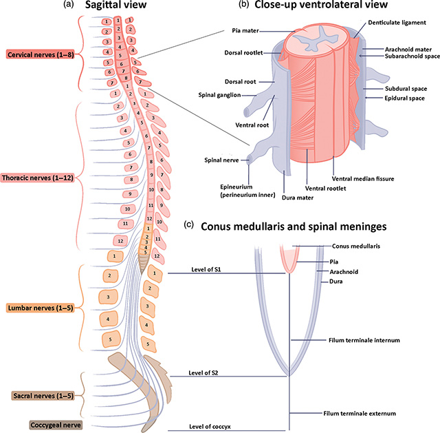 A diagram showing the gross anatomy of the spinal cord and the vertebral column.