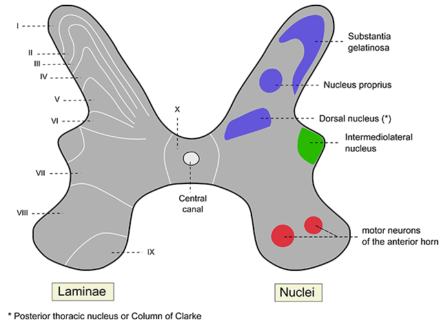 Diagram showing the Rexed laminae and functional regions of the spinal cord gray matter.