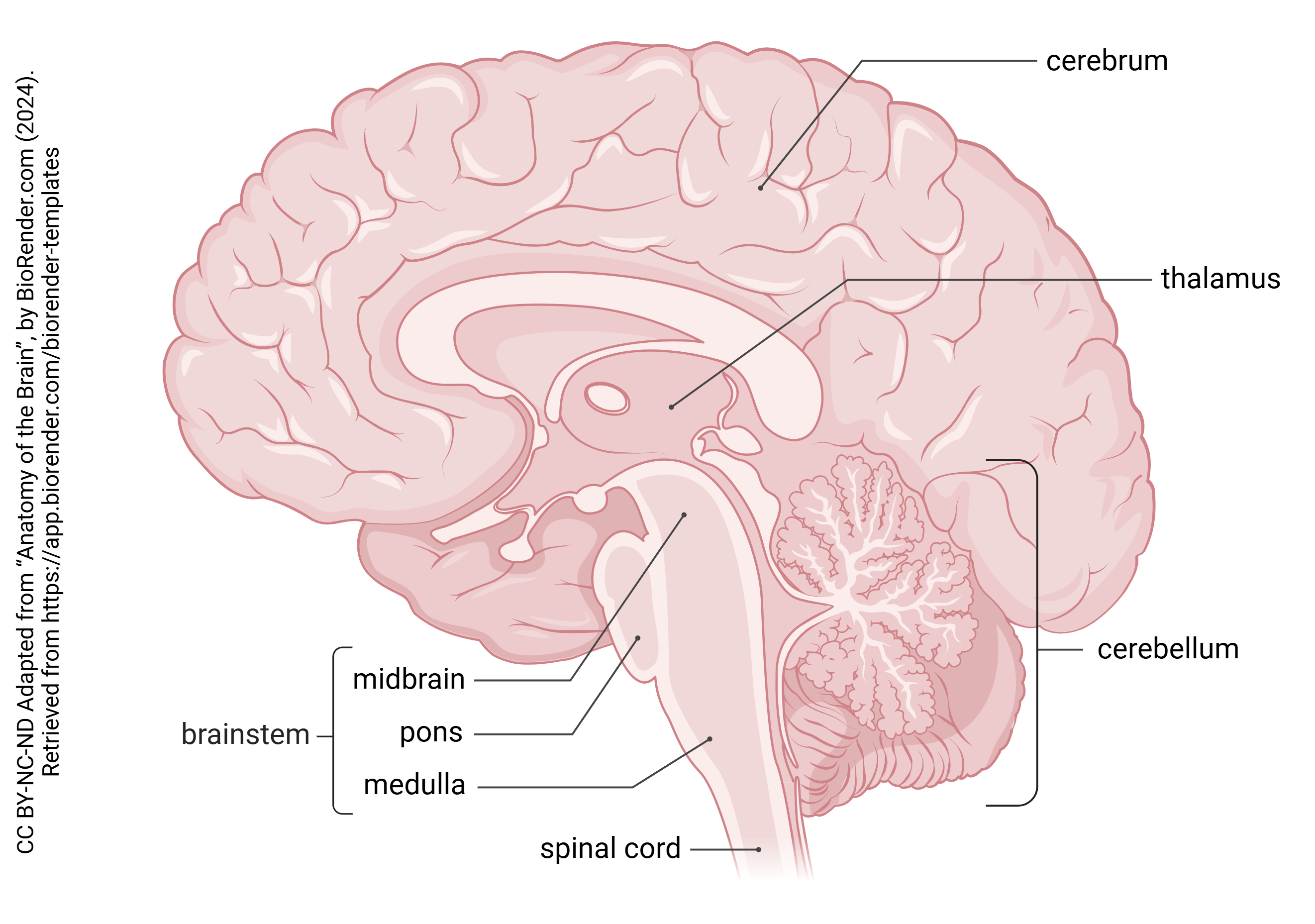 Image of the midsagittal cut brain showing the major brain regions.