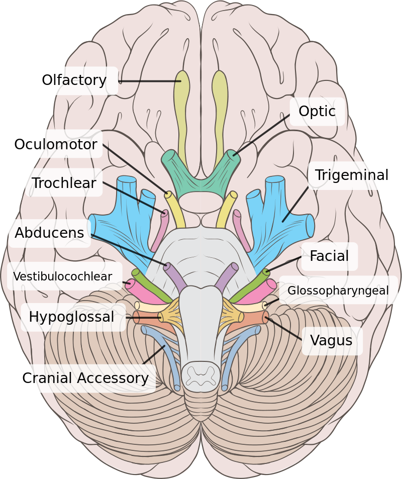 Diagram showing the location of the 12 cranial nerves in the human brain.