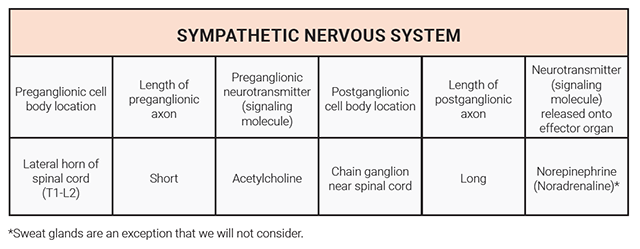 Table showing the location and chemistry of neurons in the sympathetic nervous system.