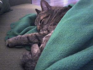 Photograph of a cat in a blanket.