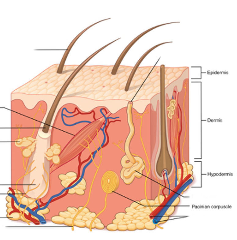 Diagram showing the layers of the skin.