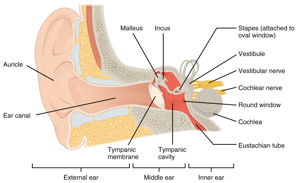 Diagram of the structures of the auditory and vestibular systems.