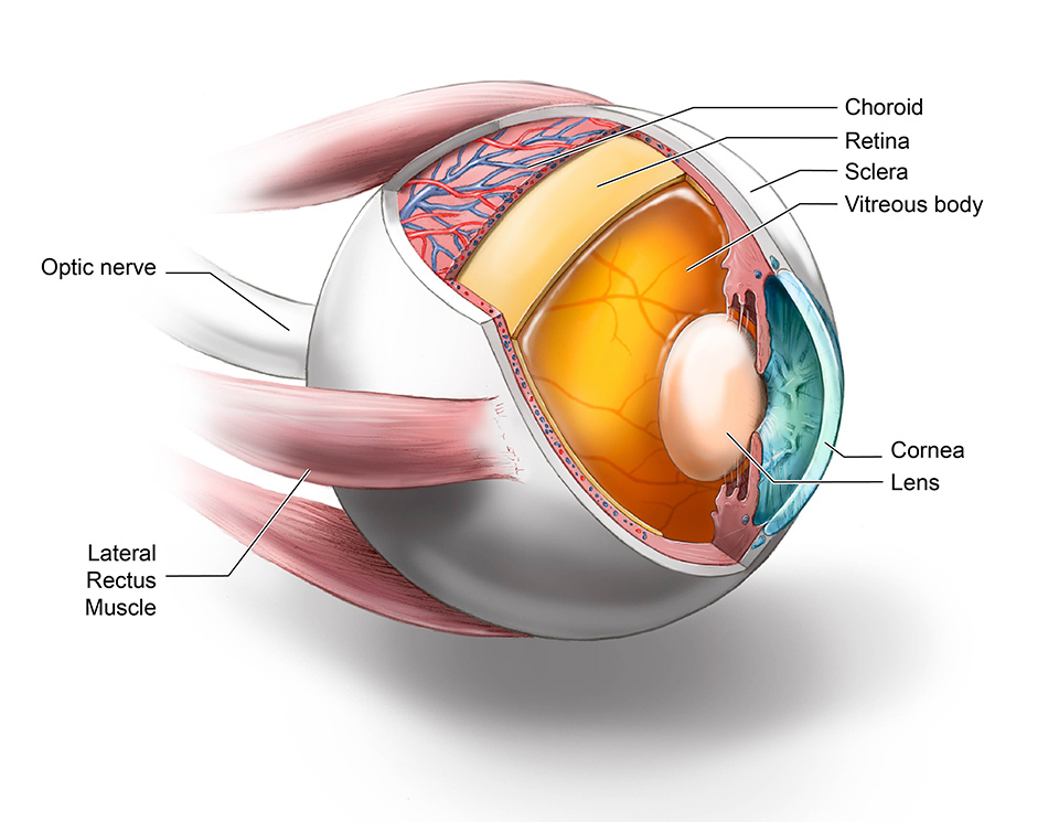 Cutaway diagram of human eye.