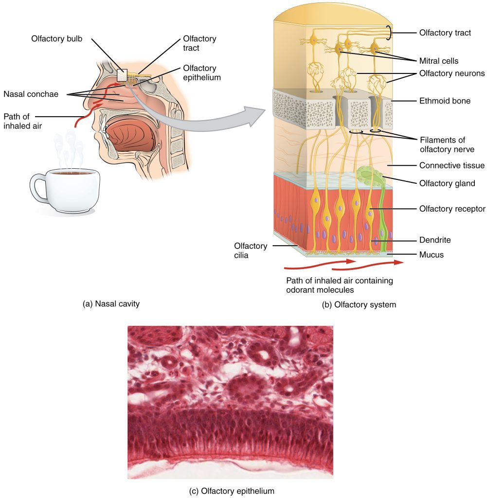 Diagrams and photomicrograph showing the elements of the olfactory system.