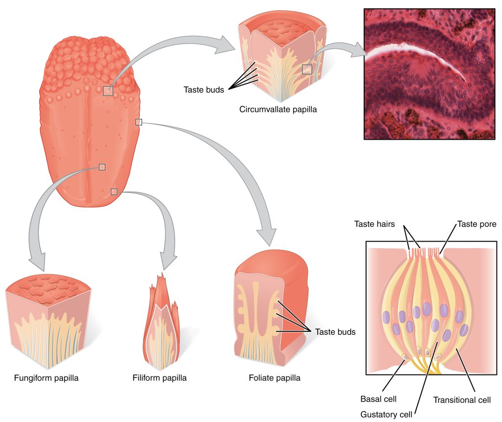 Diagram showing the types of papilla on the tongue and the structure of taste buds.