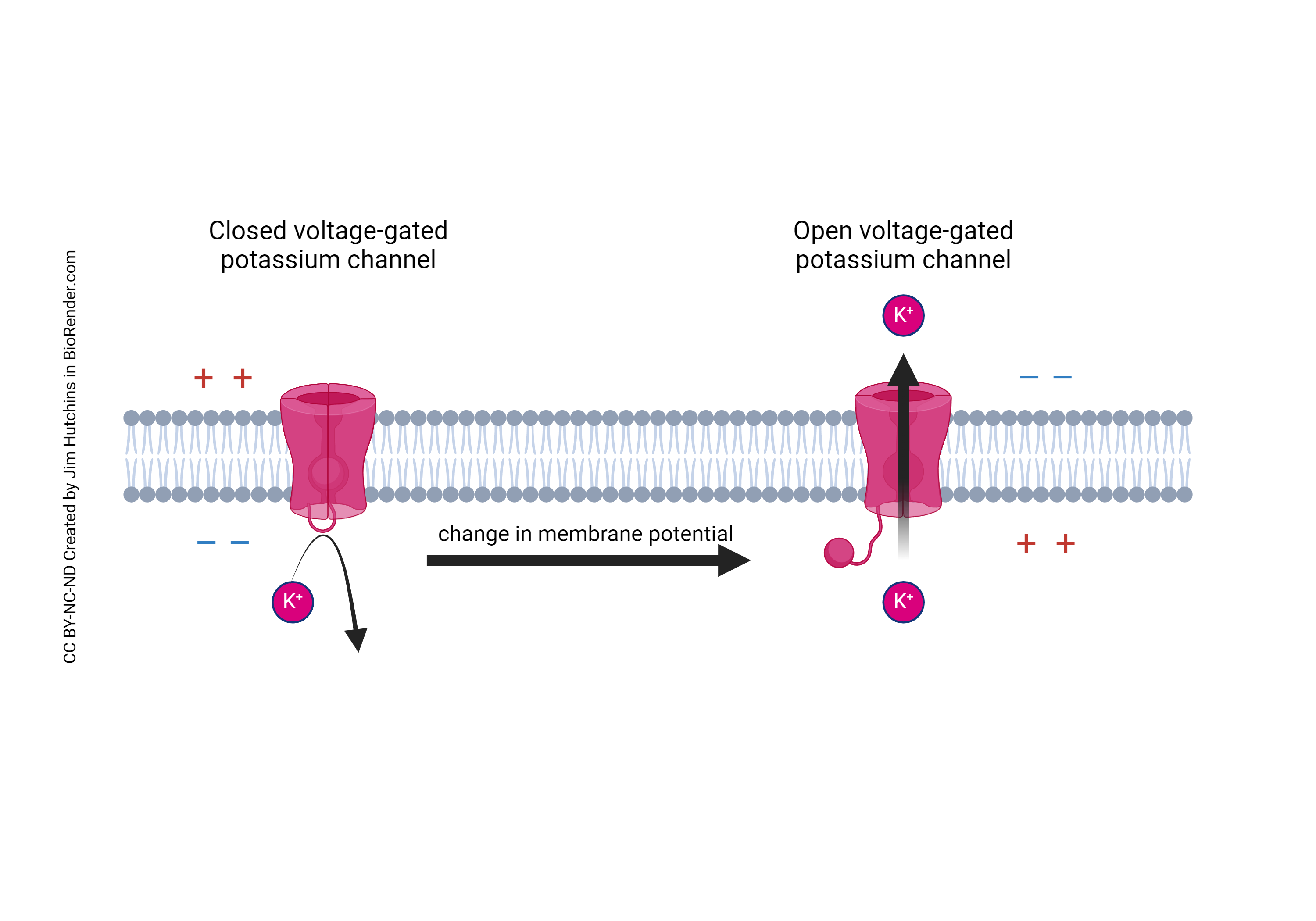 Diagram showing the action of the voltage-gated potassium channel.