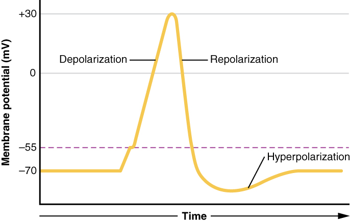 Voltage trace showing a typical action potential in a neuron.