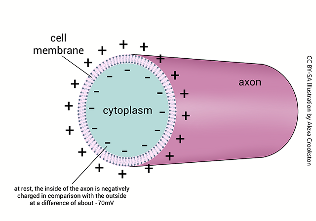 Diagram showing an axon with charges inside and outside the axoplasm.