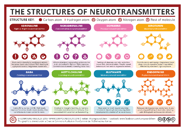 Infographic showing some common neurotransmitters.