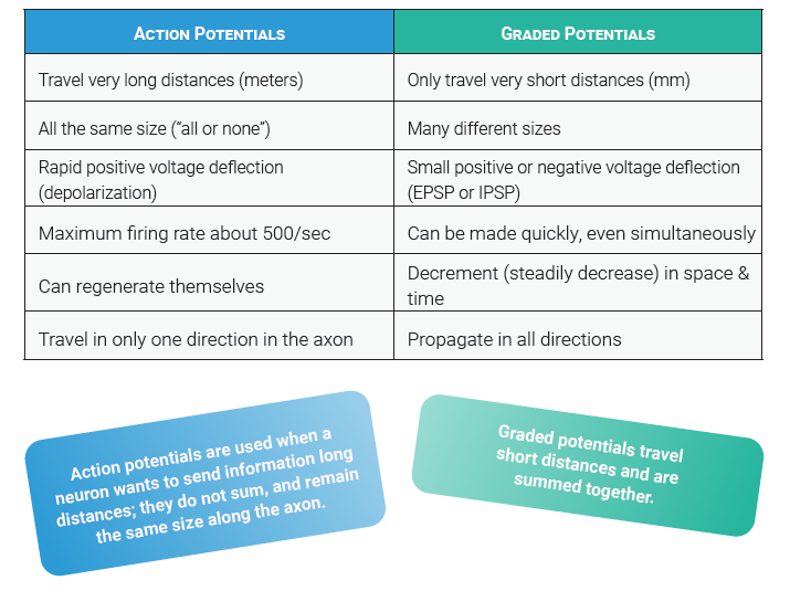 Table comparing and contrasting action potentials to graded potentials.