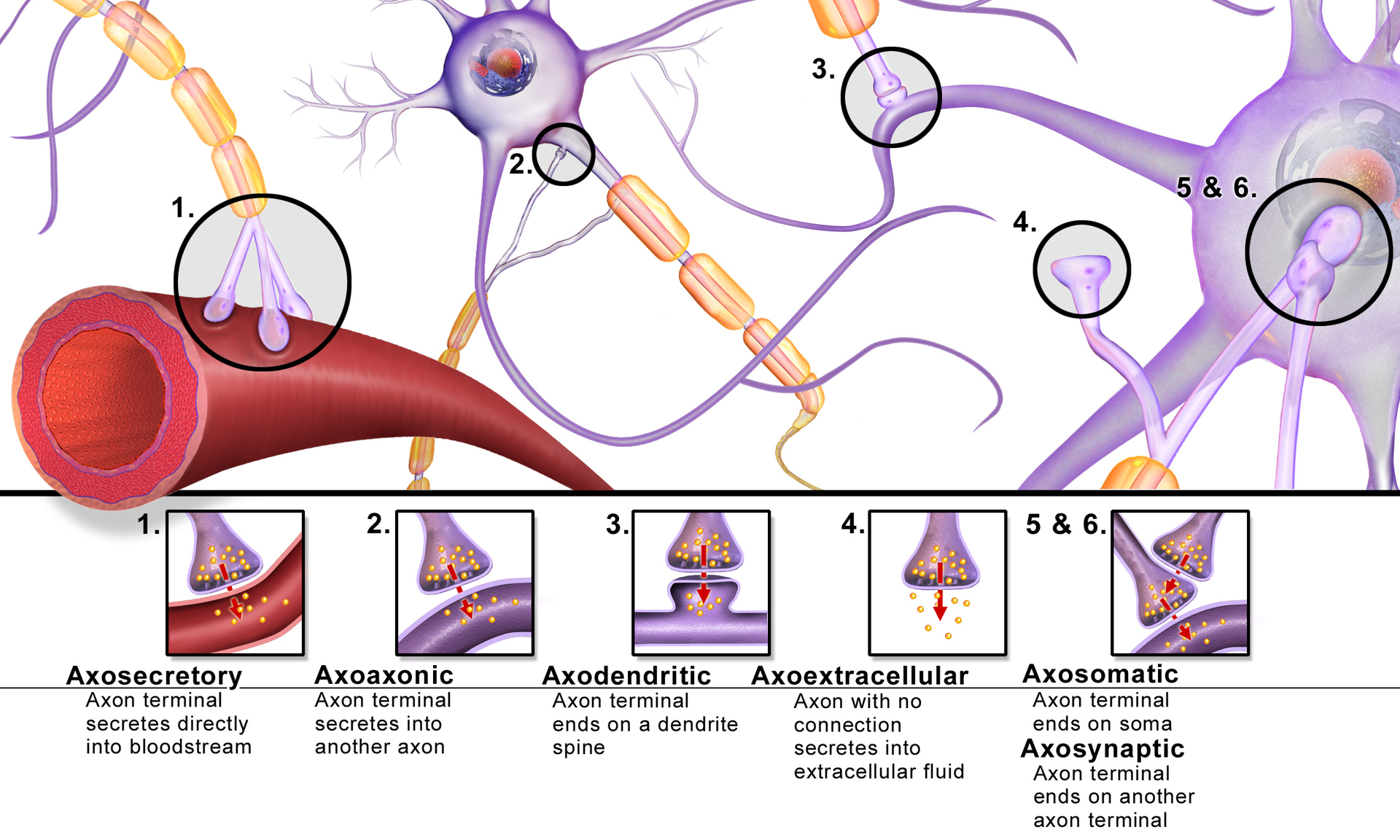 Diagram of the different types of synapses found in the nervous system.