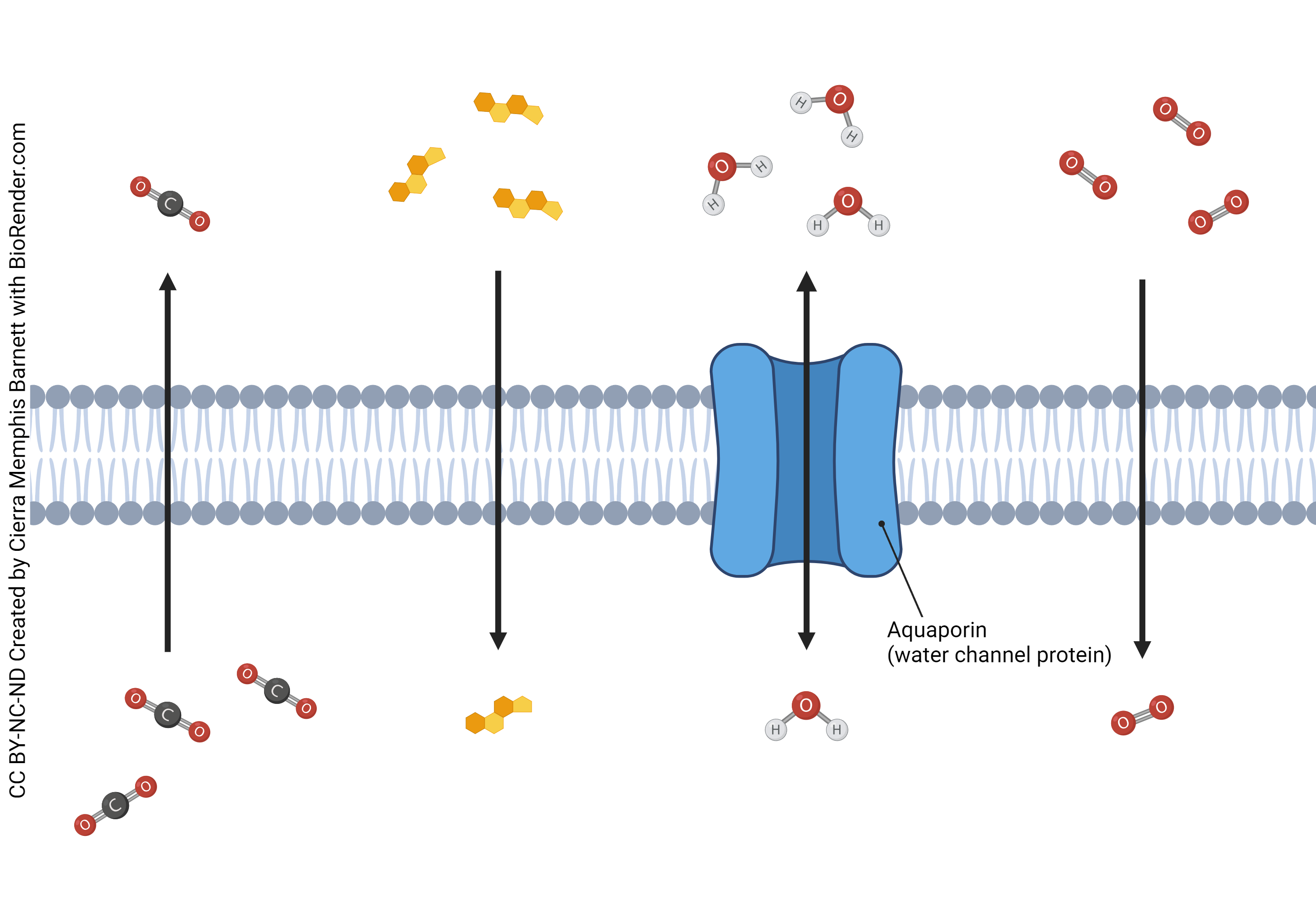 Diagram showing which substances can pass through the cell membrane.