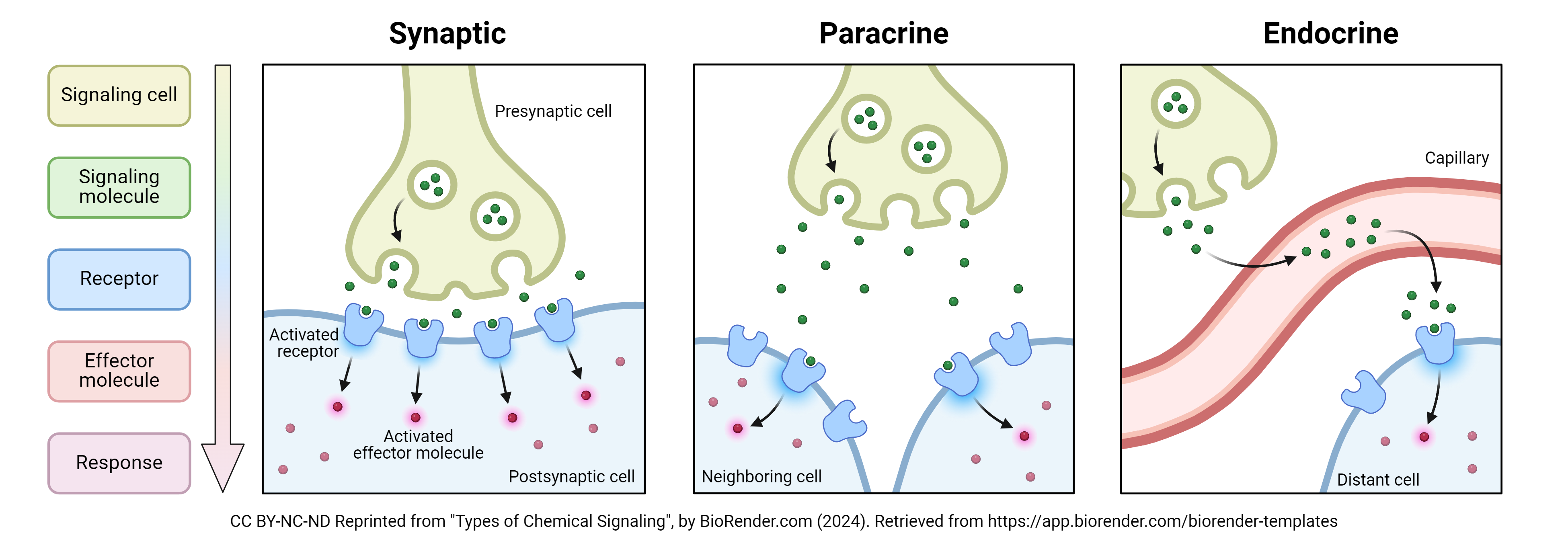 Diagram illustrating the three types of extracellular chemical signaling.