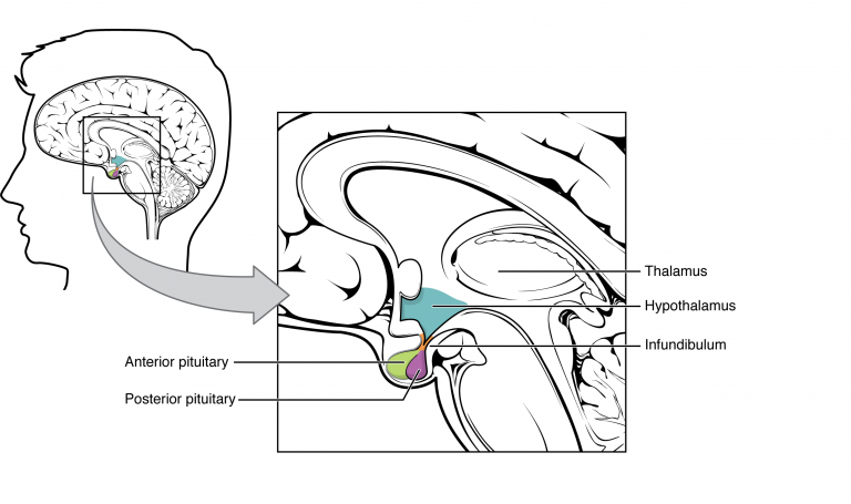 Diagram showing the position of the hypothalamus and pituitary gland in the brain.