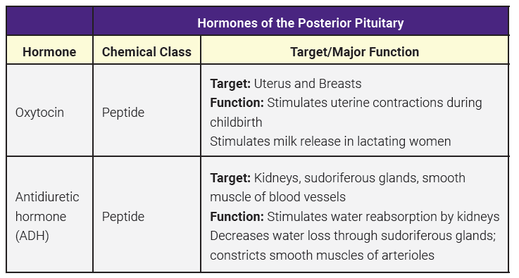 Table listing the hormones of the posterior pituitary.