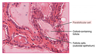 Photomicrograph showing the parafollicular cells of the thyroid gland.