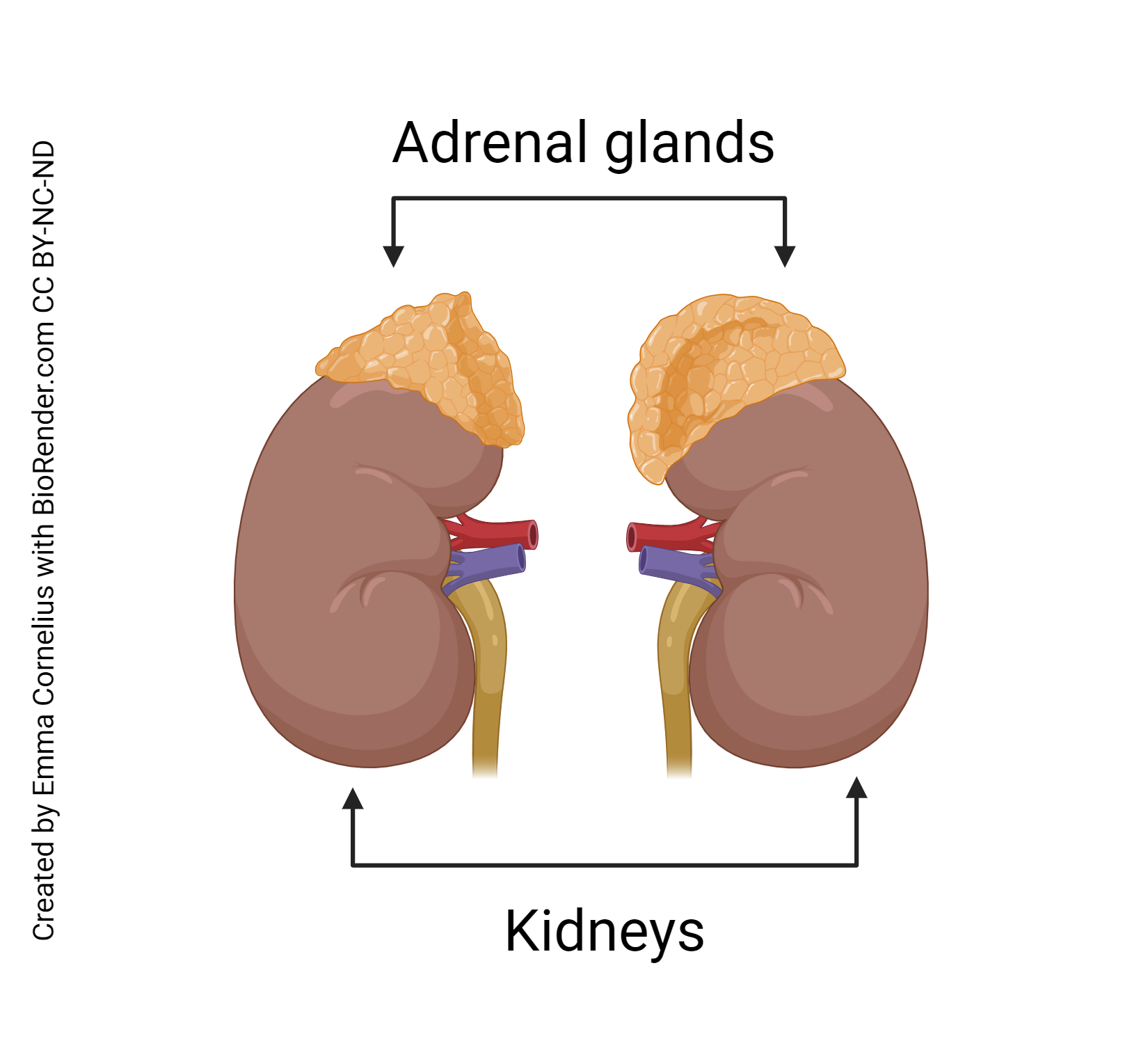 Diagram of the adrenal glands.