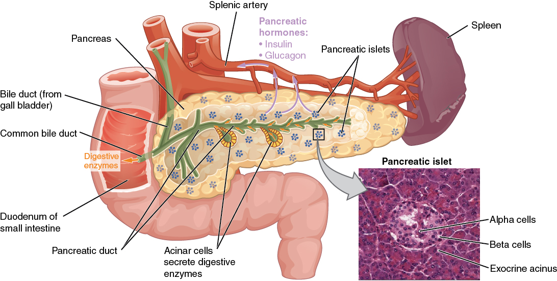 Diagram showing the anatomy of the pancreas, with an inset showing microscopic anatomy.