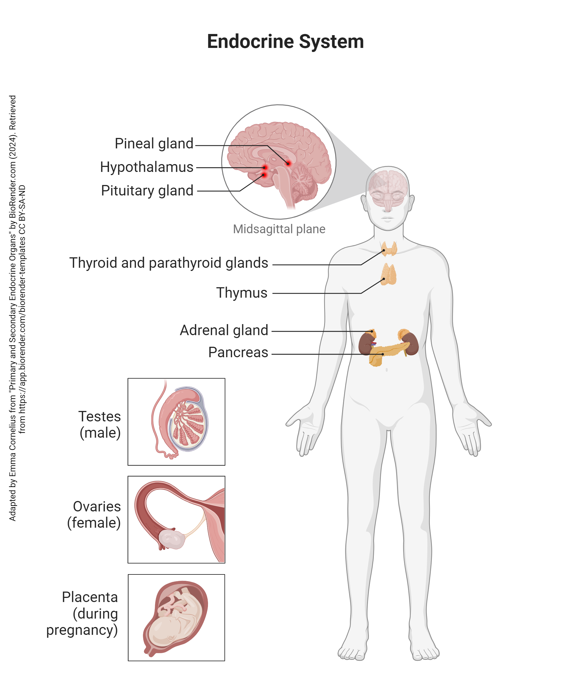 Diagram of the endocrine system focused on the gonads (as one does).