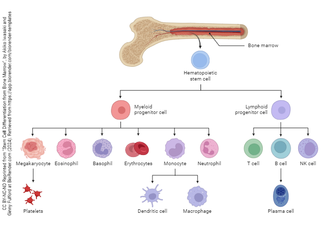 Flowchart showing the process of hematopoiesis.