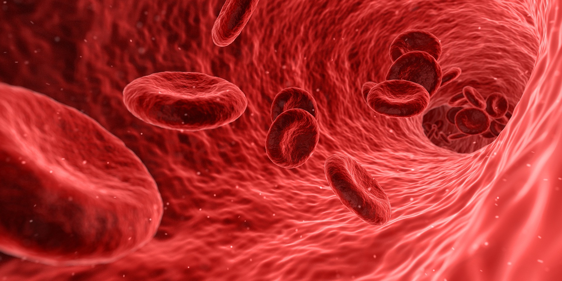 Illustration of red blood cells in a blood vessel.