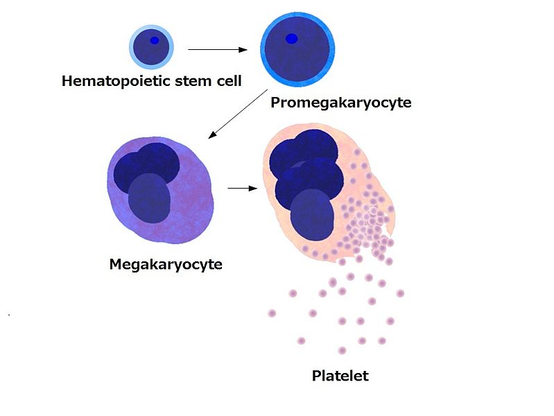 Diagram showing how platelets bud off a megakaryocyte.