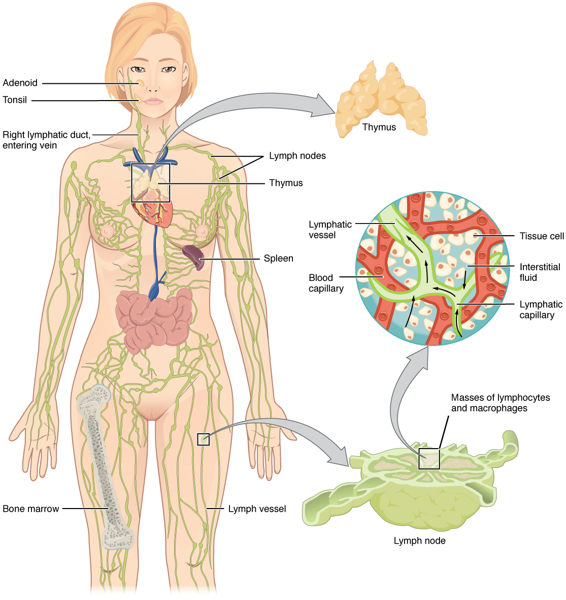 Diagram showing the anatomy of the lymphatic system.