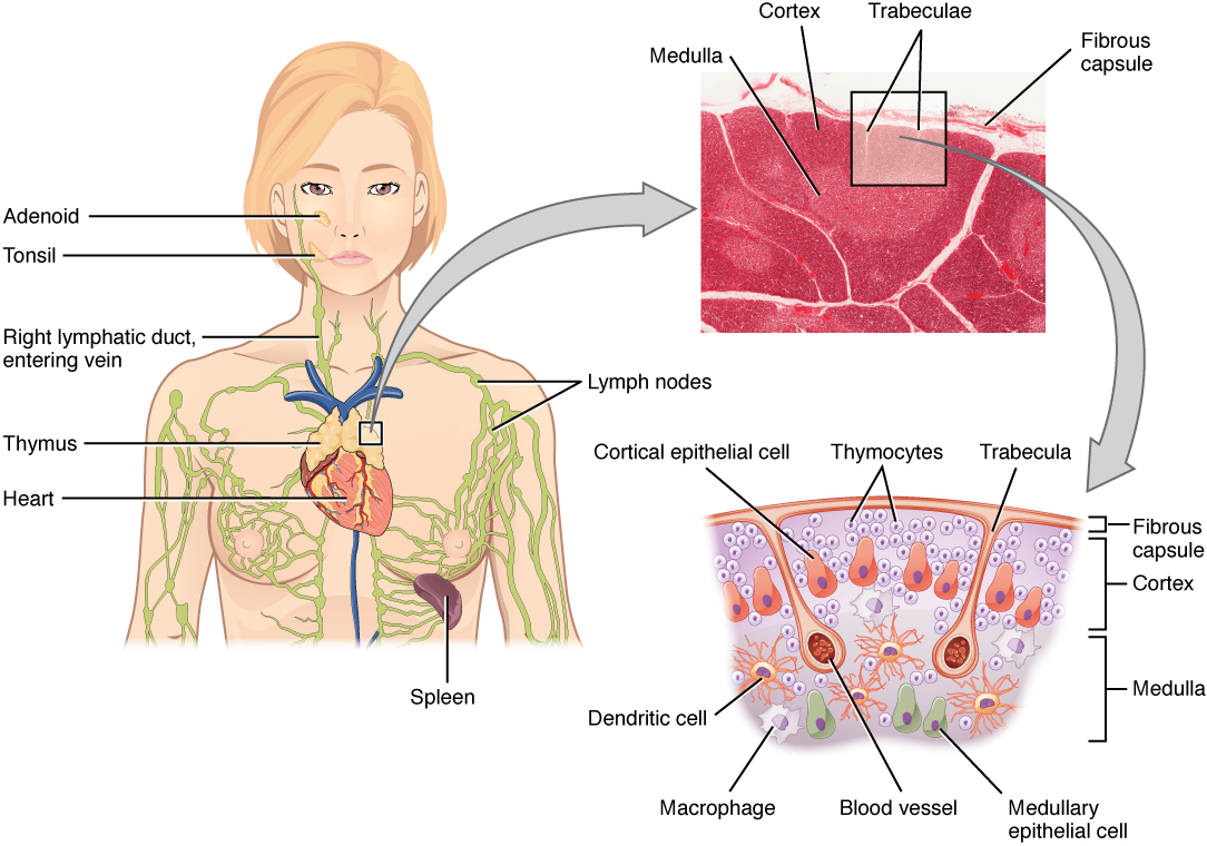 Diagram showing the location and microscopic structure of the thymus.